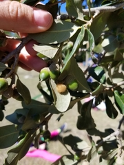 Druon quercuslanigerum