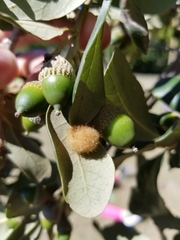 Druon quercuslanigerum