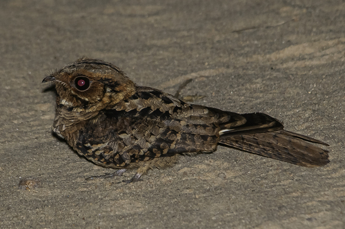iNaturalist image