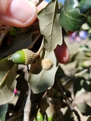 Druon quercuslanigerum