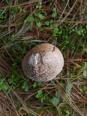 Amanita crenulata