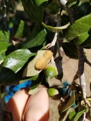 Druon quercuslanigerum