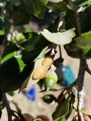 Druon quercuslanigerum