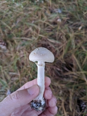 Amanita crenulata