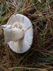 Amanita crenulata