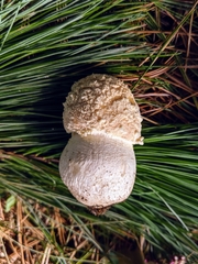 Amanita crenulata