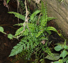 Asplenium sandersonii