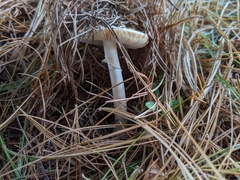 Amanita crenulata