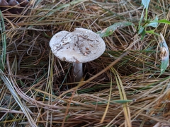 Amanita crenulata