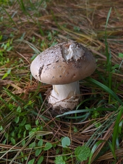 Amanita crenulata