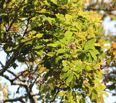 Philenoptera sutherlandii