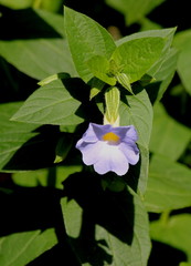 Thunbergia natalensis