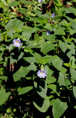 Thunbergia natalensis