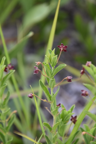 Vincetoxicum afrum