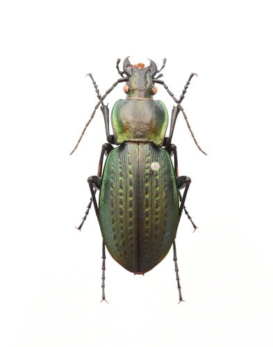 Carabus sternbergi