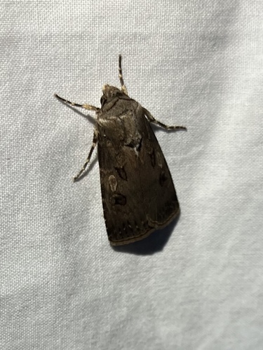 Agrotis interjectionis
