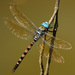 Anax immaculifrons - Photo (c) Erland Refling Nielsen, μερικά δικαιώματα διατηρούνται (CC BY-NC)