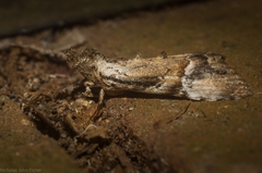 Alophosoma emmelopis