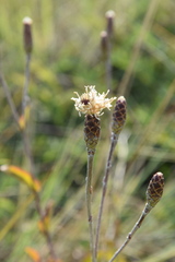 Pleiotaxis subpaniculata