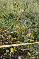 Pleiotaxis subpaniculata