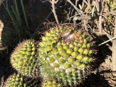 Mammillaria scrippsiana