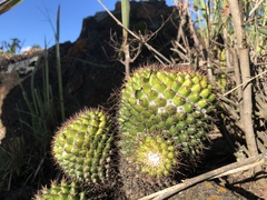 Mammillaria scrippsiana