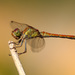 Common Darter - Photo (c) Erland Refling Nielsen, some rights reserved (CC BY-NC)