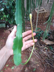 Epiphyllum phyllanthus hookeri