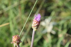 Vernonella subaphylla