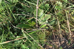 Vernonella subaphylla