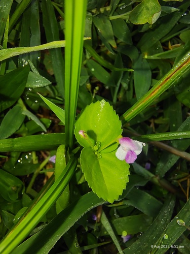 Craterostigma nummulariifolium, photograph 1
