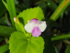 Craterostigma nummulariifolium