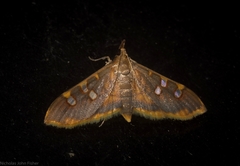 Prophantis