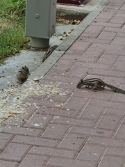 Funambulus pennantii