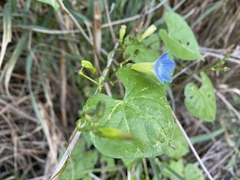 Ipomoea cardiophylla