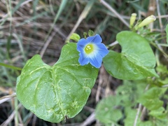 Ipomoea cardiophylla