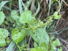 Ipomoea cardiophylla