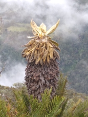 Espeletia hartwegiana