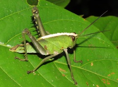 Agriacris