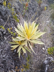 Espeletia hartwegiana