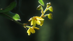 Polystachya pubescens