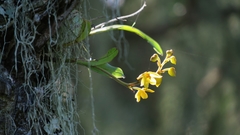 Polystachya pubescens