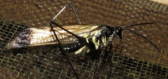 Aganacris nitida