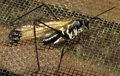 Aganacris nitida