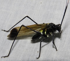 Aganacris nitida