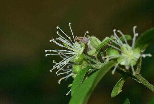 Capparis cantoniensis observed 2025-08-02