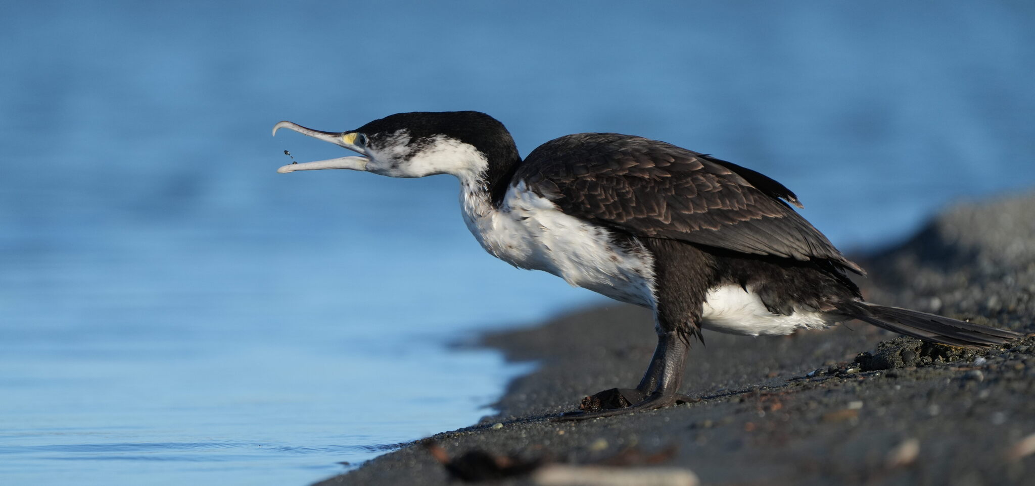 Pied Cormorant illustration