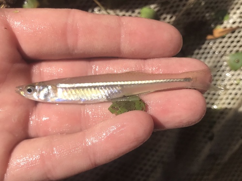 Inland Silverside