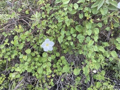 Ipomoea batatoides