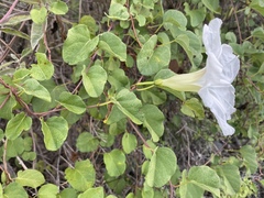 Ipomoea batatoides